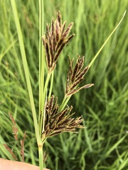 Cyperus rigidifolius