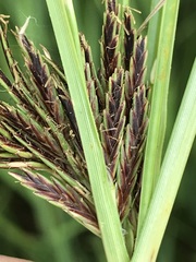 Cyperus rigidifolius