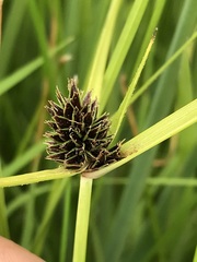 Cyperus teneristolon