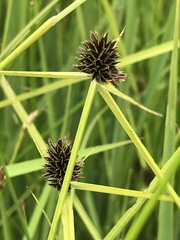 Cyperus teneristolon