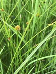 Cyperus erectus