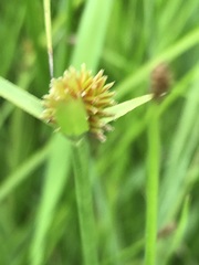 Cyperus erectus