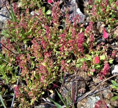 Rumex bucephalophorus