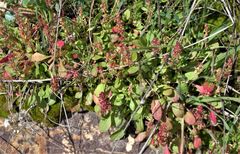 Rumex bucephalophorus