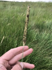 Cenchrus sphacelatus