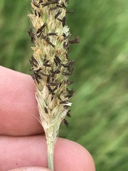 Cenchrus sphacelatus