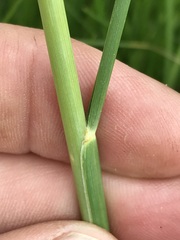 Cenchrus sphacelatus