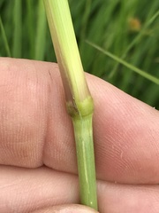 Cenchrus sphacelatus