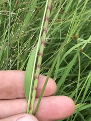 Hemarthria altissima