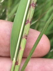 Hemarthria altissima