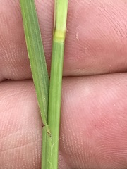 Hemarthria altissima