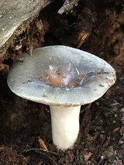 Russula viridis