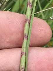 Hemarthria altissima