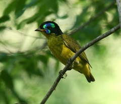 Philepitta schlegeli