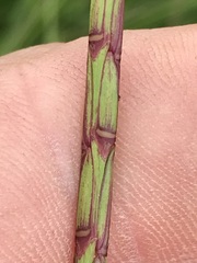 Hemarthria altissima