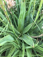 Aloe ecklonis