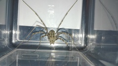 Metaplatybunus grandissimus