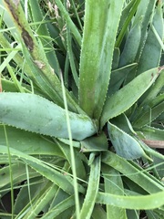 Aloe ecklonis