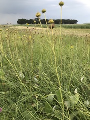 Berkheya seminivea