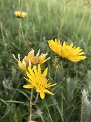 Berkheya seminivea