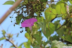 Ipomoea suffulta