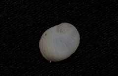 Vanikoro sigaretiformis