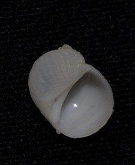 Vanikoro sigaretiformis