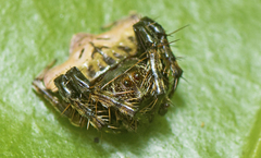 Arkys speechleyi