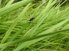 Stictoleptura canadensis