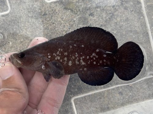 Greater soapfish (Rypticus saponaceus) — Serranidae — 3