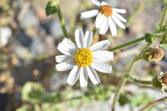 Amauria rotundifolia
