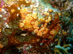 Didemnum conchyliatum