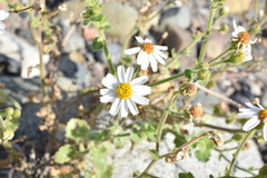 Amauria rotundifolia