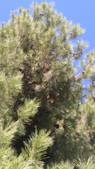 Pinus brutia eldarica