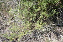 Osteospermum scabrum