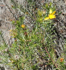 Osteospermum scabrum