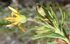 Osteospermum scabrum