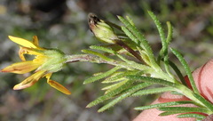 Osteospermum scabrum