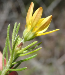 Osteospermum scabrum