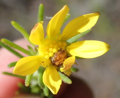 Osteospermum scabrum