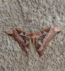 Rothschildia speculifer