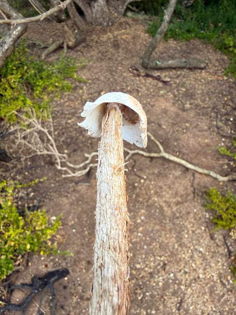 Battarrea phalloides · February 2026 · photo: © olibclarke (iNaturalist, cc-by)