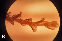 Gymnostomiella vernicosa