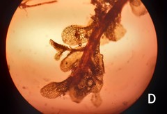 Gymnostomiella vernicosa