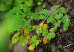 Thalictrum alpinum