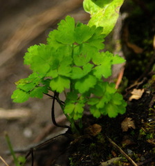 Thalictrum alpinum