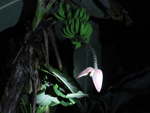 Cavendish banana (Musa acuminata)