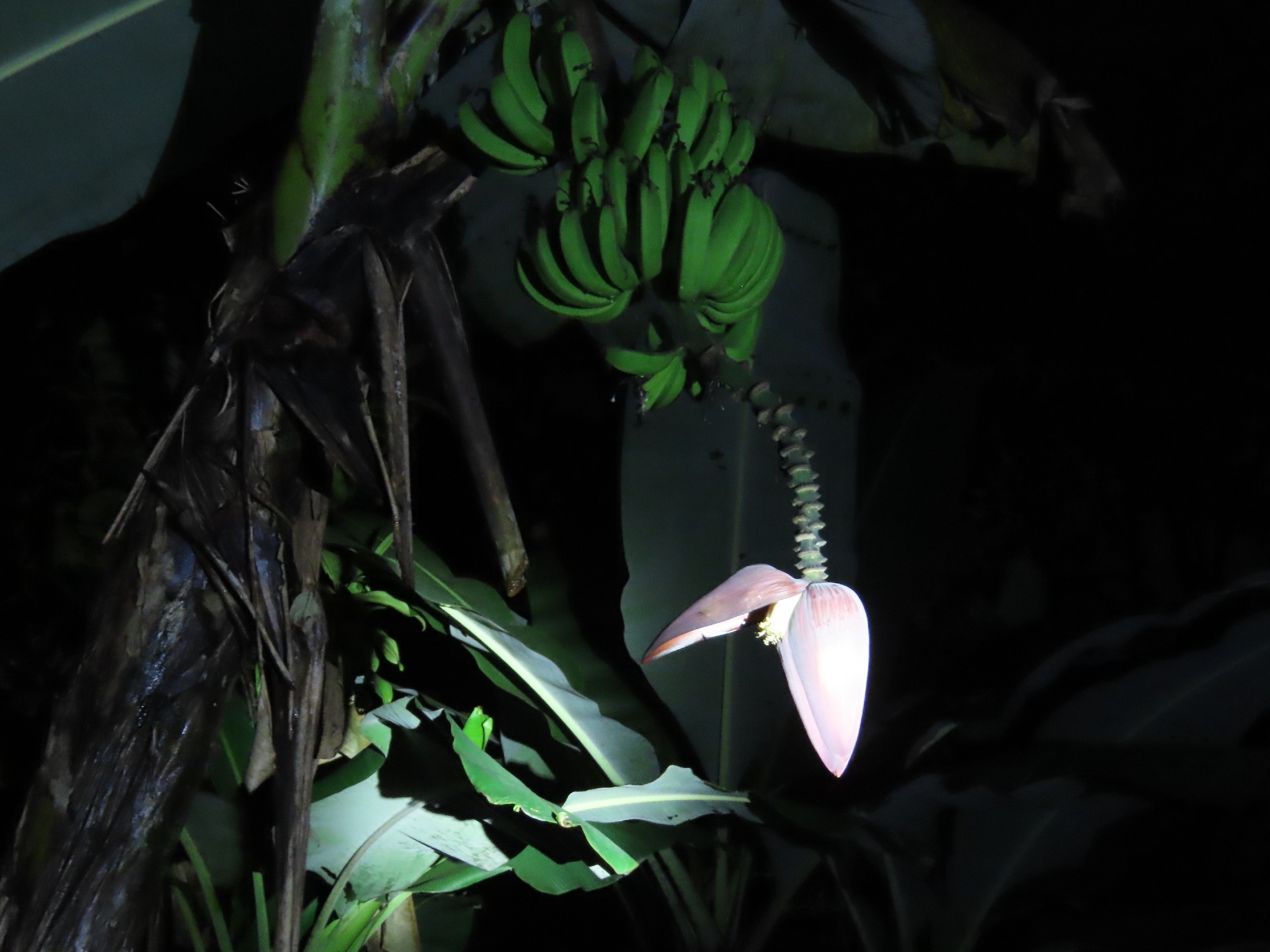 Cavendish Banana (Musa acuminata)