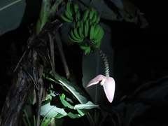 Le Bananier (Musa acuminata)