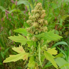 Chenopodium quinoa